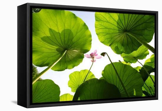 Lotus Rise up to the Sky-Liang Zhang-Framed Stretched Canvas