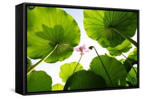 Lotus Rise up to the Sky-Liang Zhang-Framed Stretched Canvas