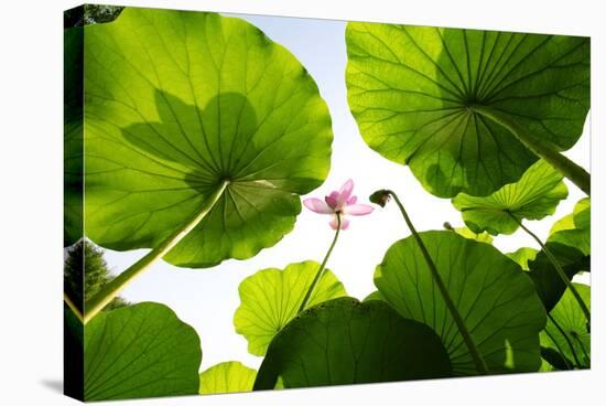 Lotus Rise up to the Sky-Liang Zhang-Stretched Canvas