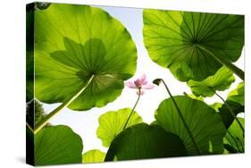 Lotus Rise up to the Sky-Liang Zhang-Stretched Canvas
