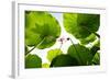 Lotus Rise up to the Sky-Liang Zhang-Framed Photographic Print