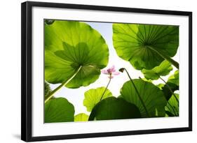 Lotus Rise up to the Sky-Liang Zhang-Framed Photographic Print