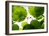 Lotus Rise up to the Sky-Liang Zhang-Framed Photographic Print