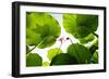 Lotus Rise up to the Sky-Liang Zhang-Framed Photographic Print