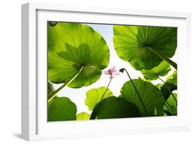 Lotus Rise up to the Sky-Liang Zhang-Framed Photographic Print