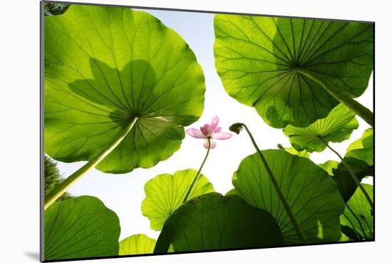 Lotus Rise up to the Sky-Liang Zhang-Mounted Photographic Print