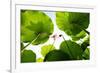 Lotus Rise up to the Sky-Liang Zhang-Framed Photographic Print