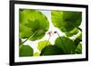 Lotus Rise up to the Sky-Liang Zhang-Framed Photographic Print