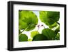 Lotus Rise up to the Sky-Liang Zhang-Framed Photographic Print