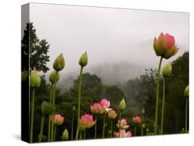 Lotus with Mountains and Fog in the Background, North Carolina, USA-Joanne Wells-Stretched Canvas