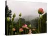 Lotus with Mountains and Fog in the Background, North Carolina, USA-Joanne Wells-Stretched Canvas