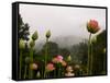 Lotus with Mountains and Fog in the Background, North Carolina, USA-Joanne Wells-Framed Stretched Canvas