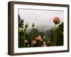 Lotus with Mountains and Fog in the Background, North Carolina, USA-Joanne Wells-Framed Premium Photographic Print