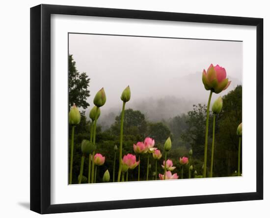 Lotus with Mountains and Fog in the Background, North Carolina, USA-Joanne Wells-Framed Premium Photographic Print