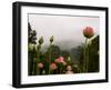 Lotus with Mountains and Fog in the Background, North Carolina, USA-Joanne Wells-Framed Premium Photographic Print