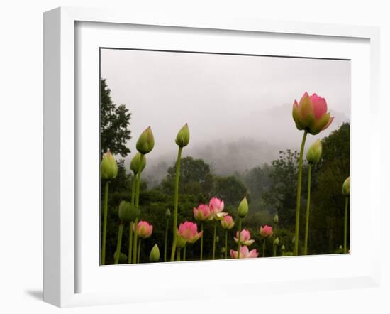 Lotus with Mountains and Fog in the Background, North Carolina, USA-Joanne Wells-Framed Premium Photographic Print