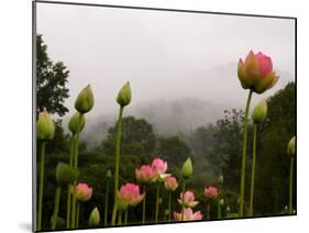 Lotus with Mountains and Fog in the Background, North Carolina, USA-Joanne Wells-Mounted Premium Photographic Print