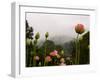 Lotus with Mountains and Fog in the Background, North Carolina, USA-Joanne Wells-Framed Photographic Print