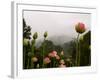 Lotus with Mountains and Fog in the Background, North Carolina, USA-Joanne Wells-Framed Photographic Print