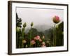 Lotus with Mountains and Fog in the Background, North Carolina, USA-Joanne Wells-Framed Photographic Print