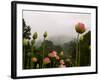 Lotus with Mountains and Fog in the Background, North Carolina, USA-Joanne Wells-Framed Photographic Print