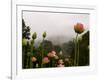 Lotus with Mountains and Fog in the Background, North Carolina, USA-Joanne Wells-Framed Photographic Print