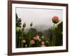 Lotus with Mountains and Fog in the Background, North Carolina, USA-Joanne Wells-Framed Photographic Print