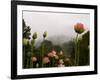 Lotus with Mountains and Fog in the Background, North Carolina, USA-Joanne Wells-Framed Photographic Print