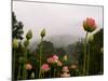 Lotus with Mountains and Fog in the Background, North Carolina, USA-Joanne Wells-Mounted Photographic Print