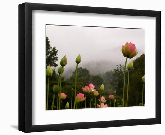 Lotus with Mountains and Fog in the Background, North Carolina, USA-Joanne Wells-Framed Photographic Print