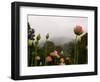 Lotus with Mountains and Fog in the Background, North Carolina, USA-Joanne Wells-Framed Photographic Print