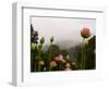 Lotus with Mountains and Fog in the Background, North Carolina, USA-Joanne Wells-Framed Photographic Print