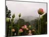 Lotus with Mountains and Fog in the Background, North Carolina, USA-Joanne Wells-Mounted Photographic Print