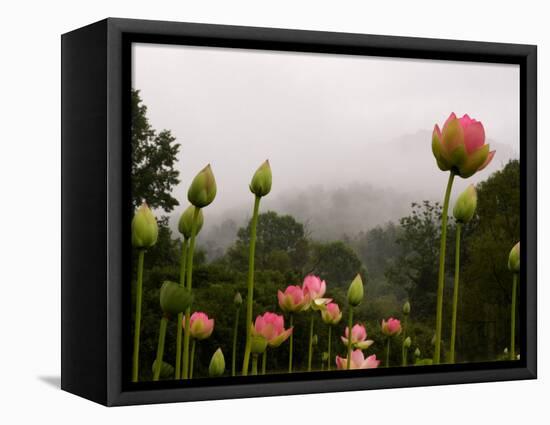 Lotus with Mountains and Fog in the Background, North Carolina, USA-Joanne Wells-Framed Stretched Canvas