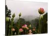 Lotus with Mountains and Fog in the Background, North Carolina, USA-Joanne Wells-Stretched Canvas