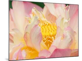 Lotus with Ruffled Petals, Perry's Water Garden, Franklin, North Carolina, USA-Joanne Wells-Mounted Photographic Print