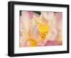 Lotus with Ruffled Petals, Perry's Water Garden, Franklin, North Carolina, USA-Joanne Wells-Framed Photographic Print