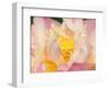 Lotus with Ruffled Petals, Perry's Water Garden, Franklin, North Carolina, USA-Joanne Wells-Framed Photographic Print