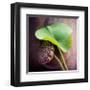 Lotus-Glen and Gayle Wans-Framed Giclee Print