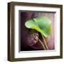 Lotus-Glen and Gayle Wans-Framed Giclee Print