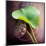 Lotus-Glen and Gayle Wans-Mounted Giclee Print