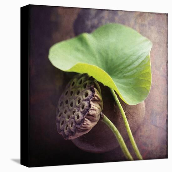 Lotus-Glen and Gayle Wans-Stretched Canvas
