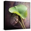 Lotus-Glen and Gayle Wans-Stretched Canvas