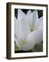 Lotus-Jim Christensen-Framed Premium Photographic Print