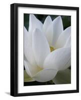 Lotus-Jim Christensen-Framed Premium Photographic Print