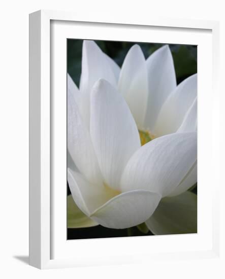 Lotus-Jim Christensen-Framed Premium Photographic Print