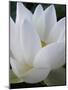 Lotus-Jim Christensen-Mounted Premium Photographic Print