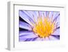 Lotus-thongchaipeun-Framed Premium Photographic Print