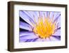 Lotus-thongchaipeun-Framed Photographic Print