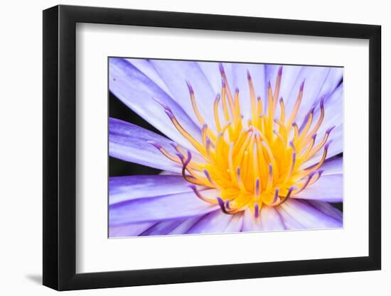 Lotus-thongchaipeun-Framed Photographic Print